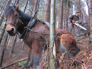 Chevaux au Windstein